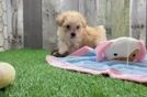 Adorable Moodle Poodle Mix Puppy
