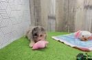 Funny Mini Aussiedoodle Poodle Mix Pup