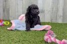 Popular Mini Aussiedoodle Poodle Mix Pup