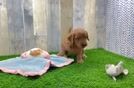 Small Mini Goldendoodle Baby