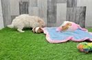 Cute Maltipoo Baby