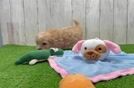 Maltipoo Puppy for Adoption