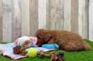 Adorable Golden Retriever Poodle Mix Poodle Mix Puppy