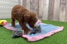 Meet Seth - our Poodle Puppy Video