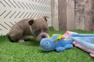 Playful Boston Terrier Baby