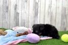 Popular Maltipom Designer Pup