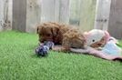 Sweet Cavapoo Baby