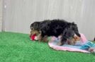 Meet Julep - our Yorkie Poo Puppy Video