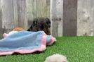 Funny Cavapoo Poodle Mix Pup