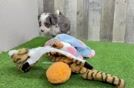 Mini Bernedoodle Pup Being Cute