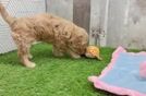 Best Cavapoo Baby