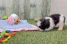 Meet Gizmo - our Teddy Bear Puppy Video