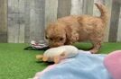 Mini Goldendoodle Puppy for Adoption