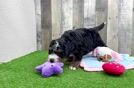 Mini Bernedoodle Puppy for Adoption