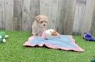 Maltipoo Puppy for Adoption