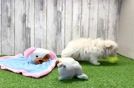 Meet Lenovo - our Maltese Puppy Video