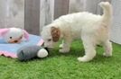 Best Cavapoo Baby