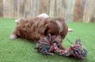 Meet Karmel - our Cavapoo Puppy Video