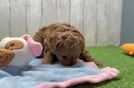 Cavapoo Pup Being Cute