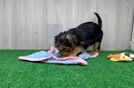 Friendly Yorkie Poo Baby