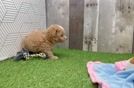 Meet Templeton - our Maltipoo Puppy Video