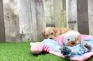 Maltipoo Pup Being Cute