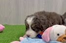 Playful Mini Bernese Poodle Poodle Mix Puppy