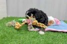Best Mini Bernedoodle Baby