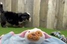 Little Mini Bernese Poodle Poodle Mix Puppy