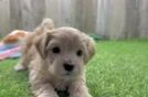 Maltipoo Puppy for Adoption