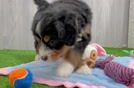 Mini Bernedoodle Pup Being Cute