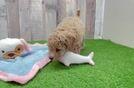 Funny Poochon Poodle Mix Pup