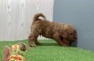 Best Mini Goldendoodle Baby