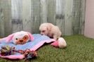 Energetic Maltepoo Poodle Mix Puppy