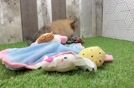 Meet Carebear - our Pomeranian Puppy Video