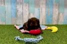 Meet Lamar - our Havapoo Puppy Video
