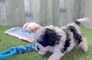 Adorable Shihpoo Poodle Mix Puppy