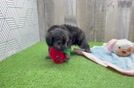 Friendly Mini Aussiedoodle Baby