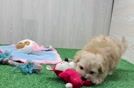 Maltipoo Puppy for Adoption