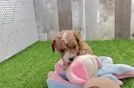 Adorable Cavalier King Charles Spaniel and Poodle Mix Poodle Mix Puppy