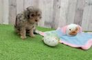 Best Cavapoo Baby