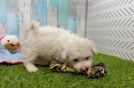 Havapoo Puppy for Adoption