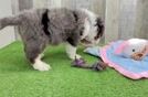 Sweet Mini Bernedoodle Baby