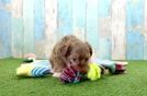 Small Yorkie Poo Baby