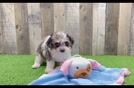 Cavapoo Puppy for Adoption