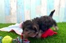 Adorable Yorkiedoodle Poodle Mix Puppy