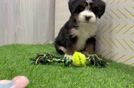 Energetic Mini Bernepoo Poodle Mix Puppy