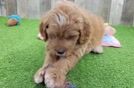 Adorable Golden Retriever Poodle Mix Poodle Mix Puppy