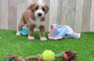 Funny Mini Irish Doodle Poodle Mix Pup