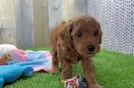 Poodle Puppy for Adoption